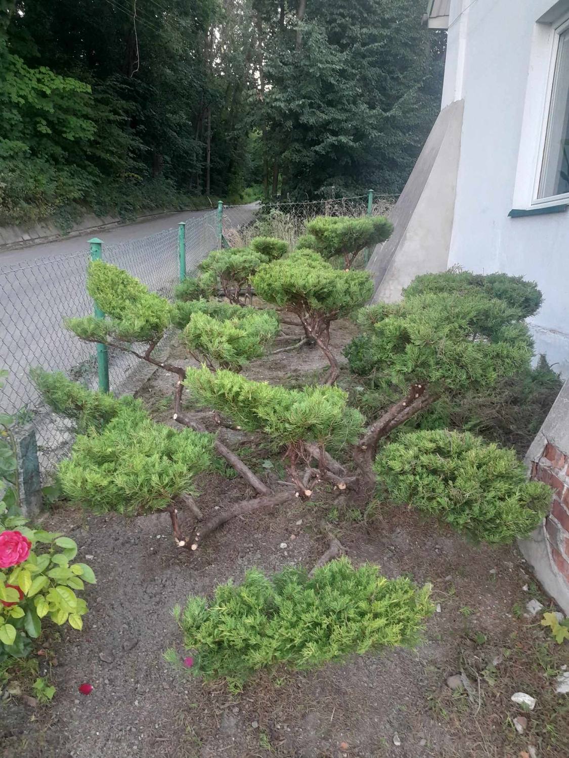 Ten sam krzew uformowany w czytelne, oddzielone bryły