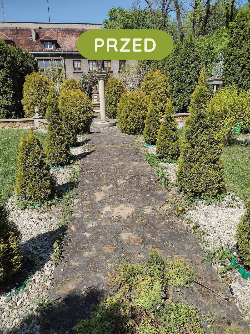 Alejka ogrodowa przed regularną pielęgnacją formującą
